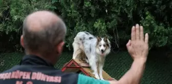 Doğuştan işitme engelli köpek işaret komutlarıyla eğitildi