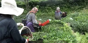 Rize'de Mahalleli Kanser Hastasının Çayını Topladı