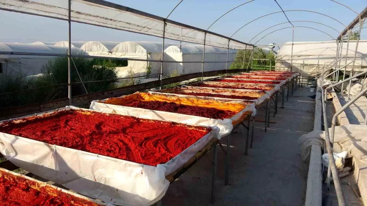 Mersin'de Biber Salçası Üretimi Başladı