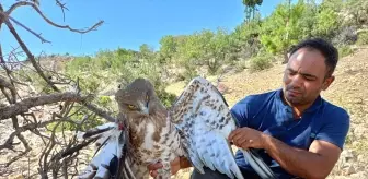 Mersin'de Yaralı Kartal Tedavi Altına Alındı