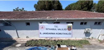 İstanbul Çatalca'da Kenevir Operasyonu: 2 Bin 120 Kök Kenevir Ele Geçirildi