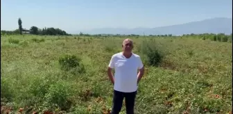 Manisalı Üreticiler Maliyet Artışına Tepki Gösterdi