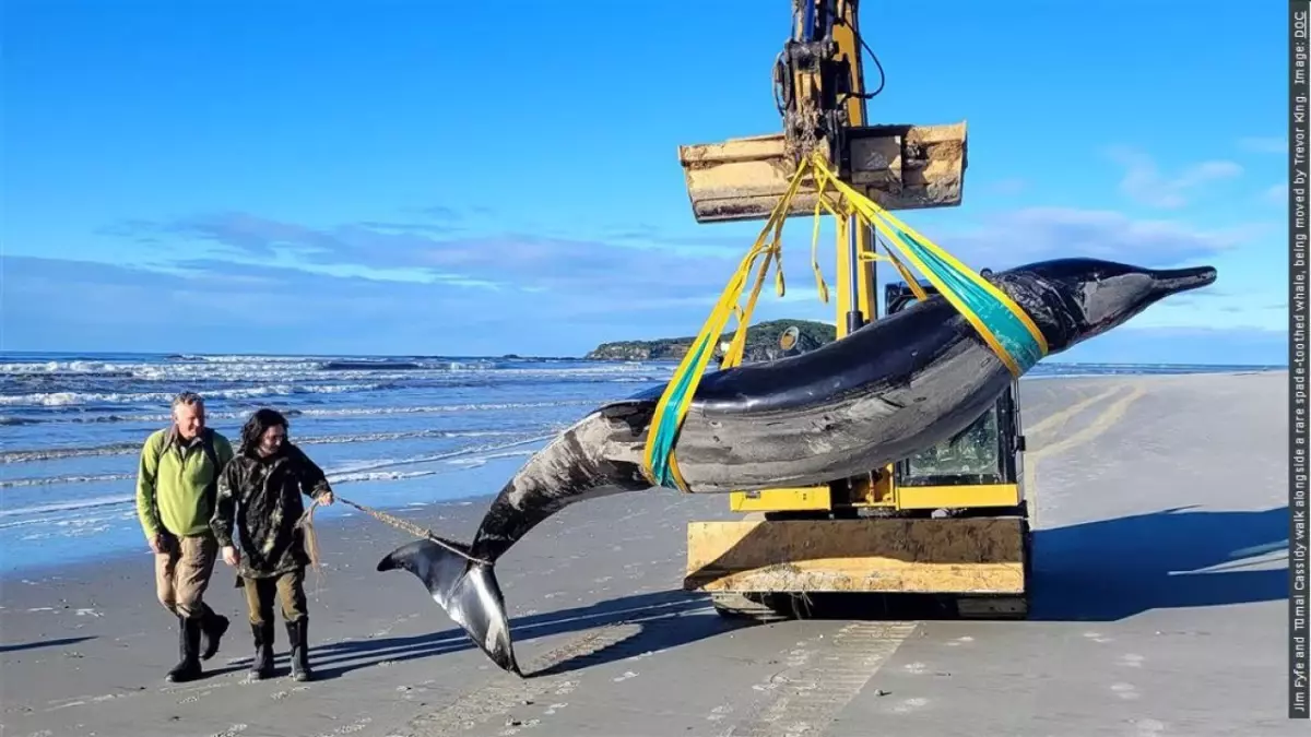 Dünyada sadece 6 örneği bulunan 'Gagalı Balina' Yeni Zelanda'da karaya vurdu