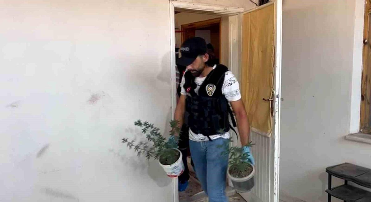 Tokat'ta Hint keneviri operasyonu: 94 kök dişi Hint keneviri ele geçirildi