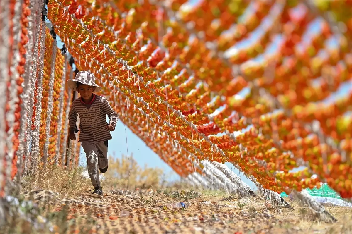 Gaziantep'te Güneşte Kurutulan Sebzeler Rengarenk Görüntü Oluşturuyor