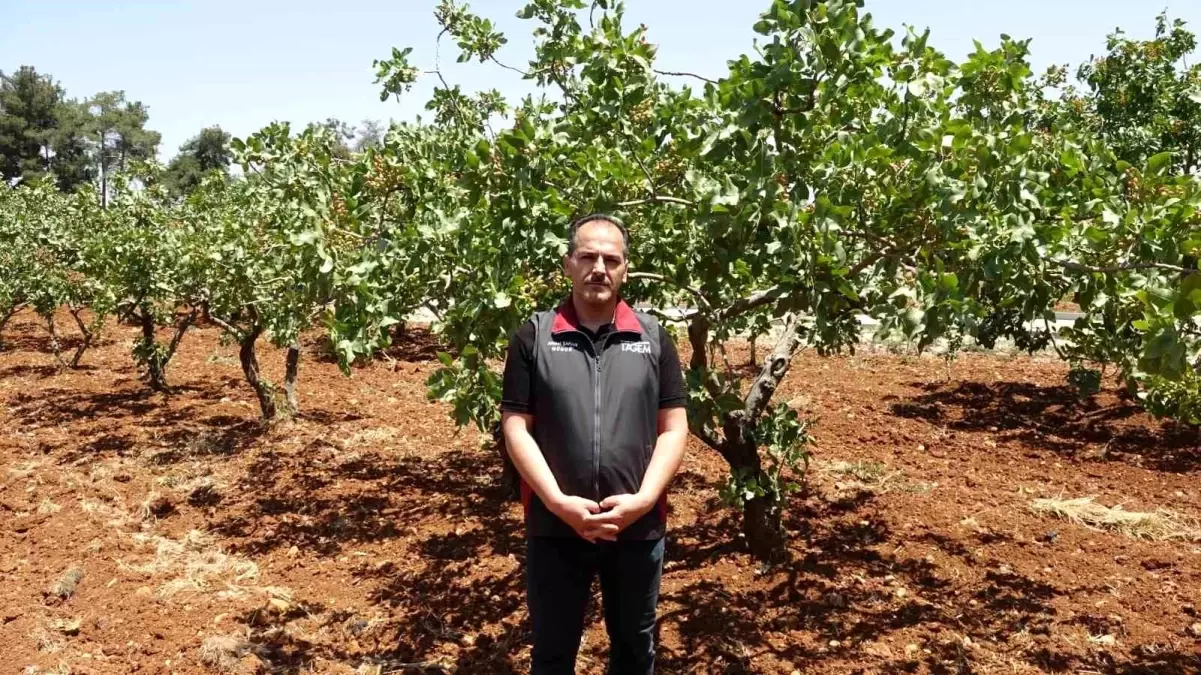 Gaziantep'te Antep Fıstığı Hasadı Öncesi Yüksek Rekolte Beklentisi