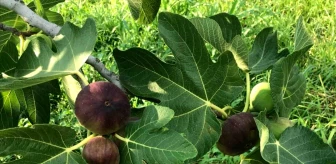 İngiliz Kraliyet Ailesi'nin sofralarını süsleyen siyah incirin ihracat tarihi belli oldu