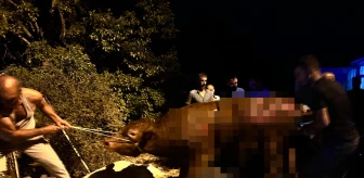 Tunceli'de samanlık yangınında 16 büyükbaş hayvan öldü