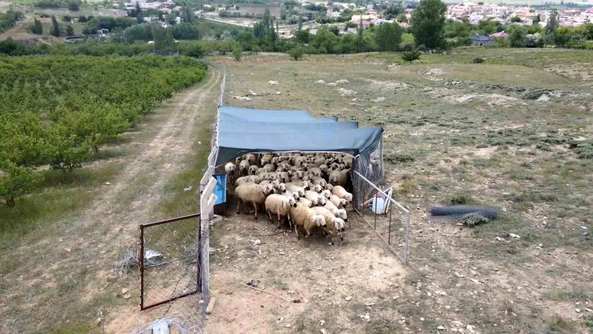 Niğde'de 'Uzman Eller' Projesiyle Hayallerini Gerçekleştiren Genç Çiftçi