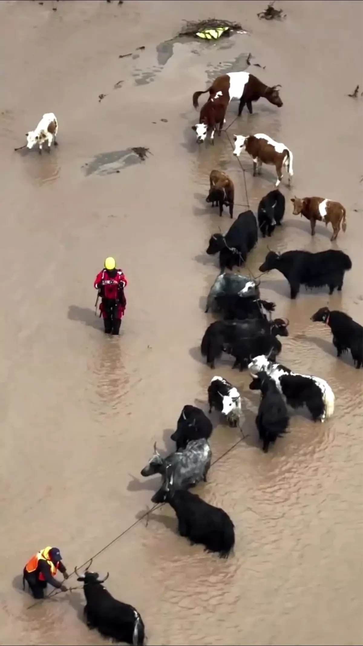 Çobanları ve hayvanları kurtaran itfaiyeciler