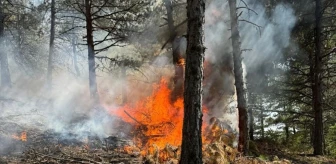 Çorum'un Dodurga ilçesinde çıkan yangında 2 dekar orman arazisi zarar gördü