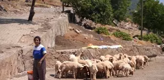 Depremde Ahırı Yıkılan Kadın Besici, Devletin Desteğiyle Üretime Devam Ediyor