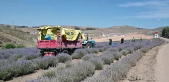 Yozgat'ta Lavanta Üreticileri Pazar Bulmakta Zorlanıyor