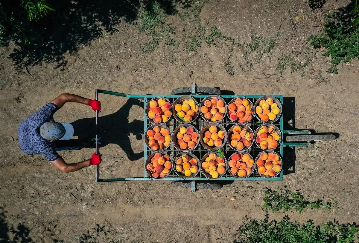 Bursa Şeftalisi AB'de Coğrafi İşaret Tescili Aldı