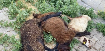 Bingöl'ün Karlıova ilçesinde sahipsiz köpeklerin saldırdığı 6 küçükbaş hayvan öldü