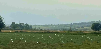 Osmaniye'de çiftçilerin zararlı haşere ve böceklerle mücadelesine göçmen kuşlardan destek