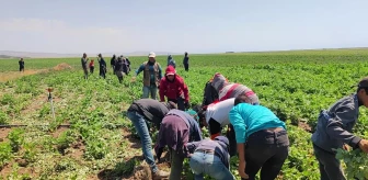 Bitlis'te Sıcak Hava Şartlarında Zorlu Tarım İşçiliği