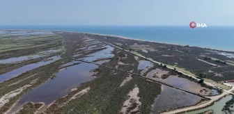 'Kızılırmak Deltası Kuş Cenneti'nde 'kuraklık' tehdidi: Yok olma riski