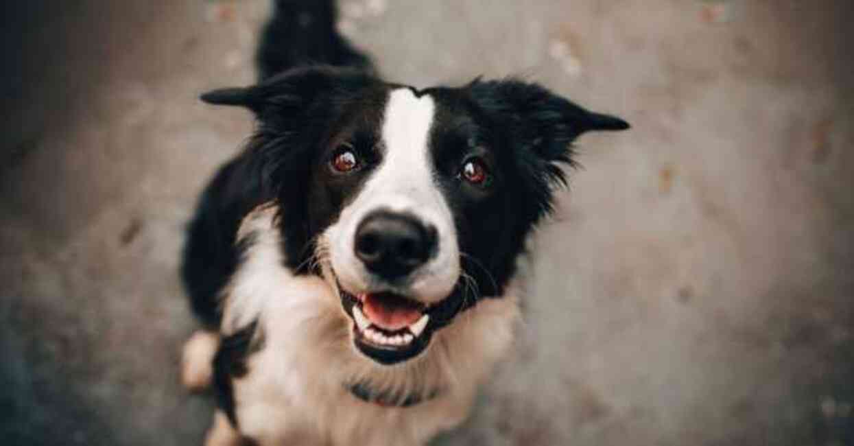 Sokak hayvanları yasası maddeleri nedir? Sokak köpekleri uyutulacak mı?