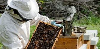 İran'da etkili olan toz fırtınaları bal arılarının yüzde 80'ini yok etti