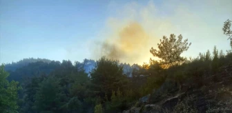 Bilecik'te Orman Yangını: 2 Dönüm Alan Zarar Gördü