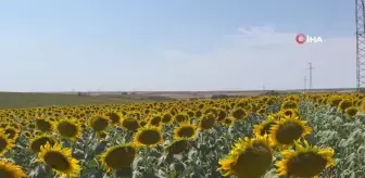 Gündöndüler Kırklareli'ni sarıya boyadı