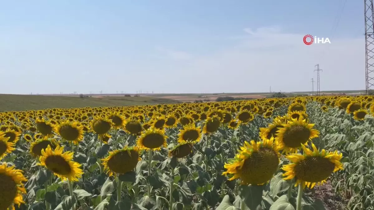 Gündöndüler Kırklareli'ni sarıya boyadı
