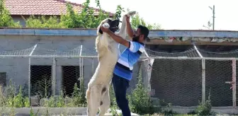 Aksaray Malaklı Köpeği Türkiye'nin Dört Bir Yanına Gönderiliyor