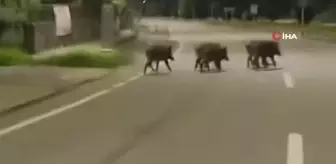 Rize'de aç kalan domuzlar şehir merkezine indi