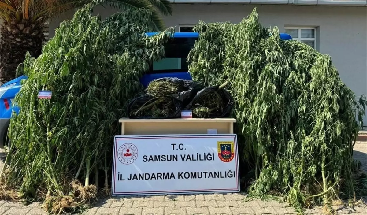 Samsun'da 6 Kilo Esrar Ele Geçirildi, 1 Şüpheli Gözaltına Alındı