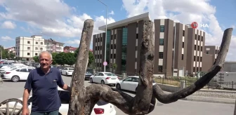 Sivas'ta Allah lafzını andıran ağaç dalı bulundu