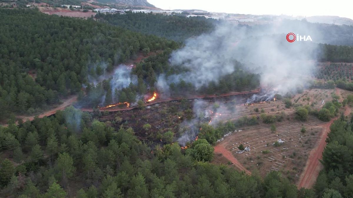 Tokat ormandaki örtü yangını korkuttu