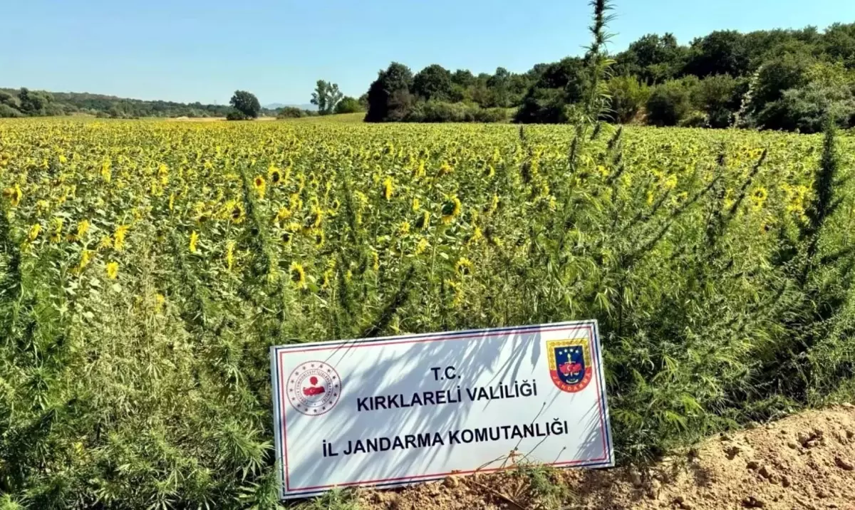 İçişleri Bakanı: 'Narkoçelik-28' Operasyonunda 59 Şüpheli Yakalandı