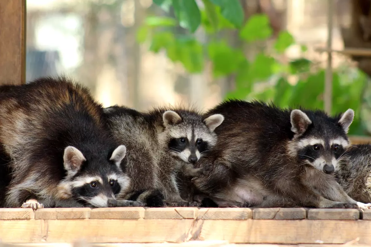 Antalya Doğal Yaşam Parkı'nda Rakun Patlaması: 15 Yavru Dünyaya Geldi