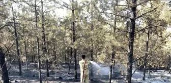 Kastamonu'da çıkan orman yangını kontrol altına alındı