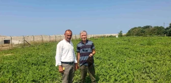 Sinop'ta Organik Karpuz Yetiştirme Projesi Başlatıldı