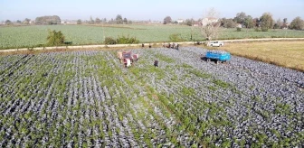 Samsun Türkiye'nin Sebze ve Meyve Üretiminde Öne Çıkıyor