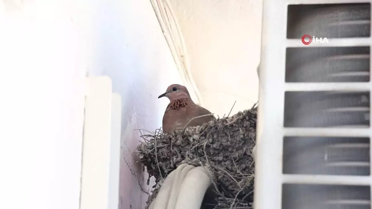 Depremin vurduğu Hatay'da kumruların yuvası klima motorunun üzeri oldu