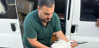 Kırıkkale'de yaralanan leylek tedavi altına alındı
