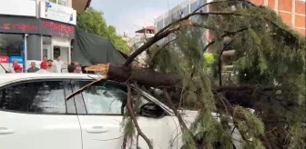 Bucak'ta Fırtına Sonucu Ağaç Otomobilin Üzerine Devrildi