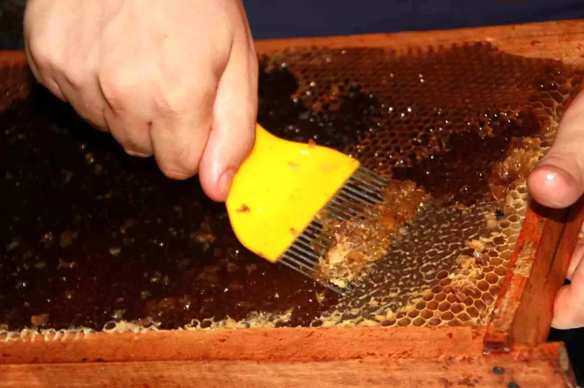 Ordu'da Bal Hasat Sezonu Başladı, Çiçek Balı Üretiminde Yüzde 50 Verim Kaybı