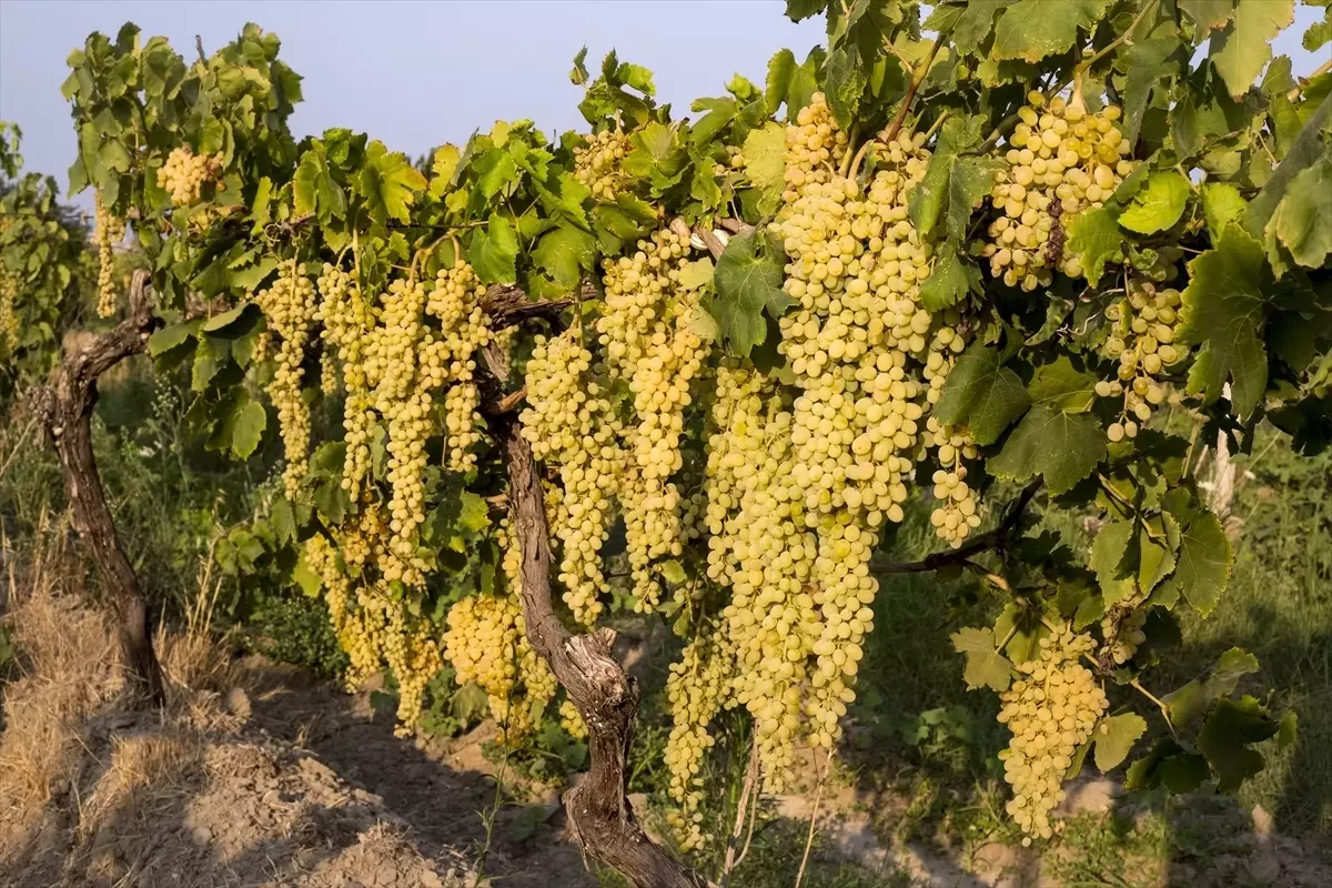 Sultani Çekirdeksiz Sofralık Üzüm İhracatı Başlıyor