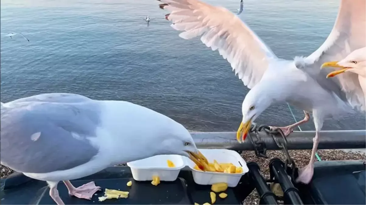 Amerikalı adam, kızının patates kızartmasını çalmaya çalışan martının kafasını kopardı