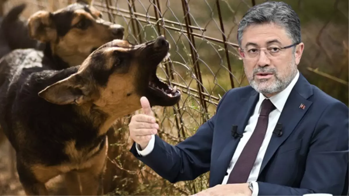 Bakan Yumaklı: Başıboş sokak köpekleri düzenlemesine uymayan belediyelere 2 yıla kadar hapis var