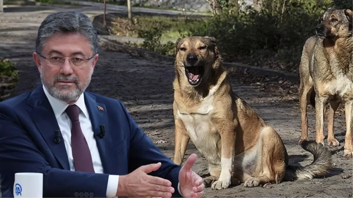 Bakan Yumaklı: Başıboş sokak köpekleri düzenlemesine uymayan belediyelere 2 yıla kadar hapis var