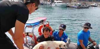 Antalya'da Mahsur Kalan Sokak Köpeği Deniz Polisi Tarafından Kurtarıldı