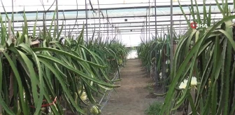 Mersin'de aşırı sıcaklar ejder meyvesi hasadını geciktirdi