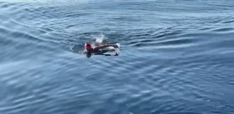 Dünya Buzlu Suda Yüzme Şampiyonu Deniz Kayadelen Köpekbalıklarıyla Dolu Kanalı Yüzerek Geçti