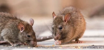 ABD'de bu yıl dört kişi, fareler tarafından yayılan ve tedavisi olmayan hantavirüs enfeksiyonu nedeniyle hayatını kaybetti