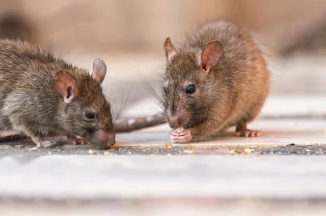 This year, four people in the USA have lost their lives due to hantavirus infection, which is transmitted by mice and has no cure.